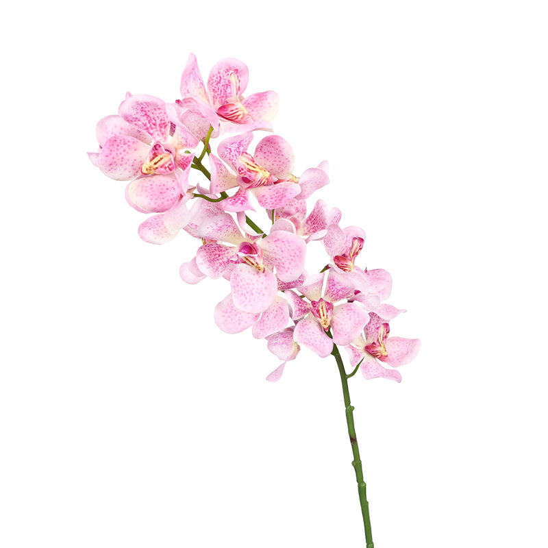 Tiges d'orchidées, Rose