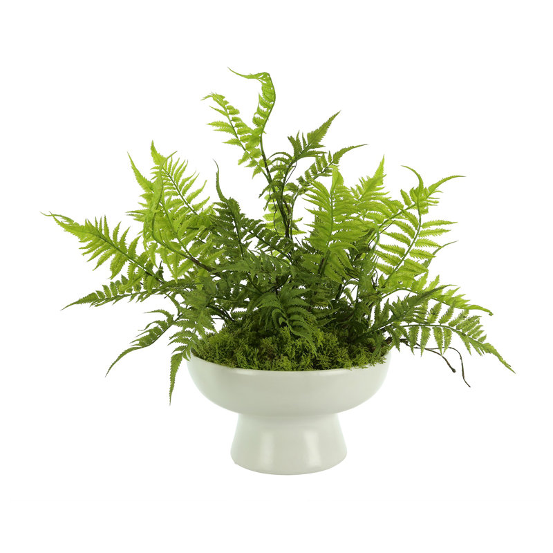 Mountain Fern and Moss Arrangement