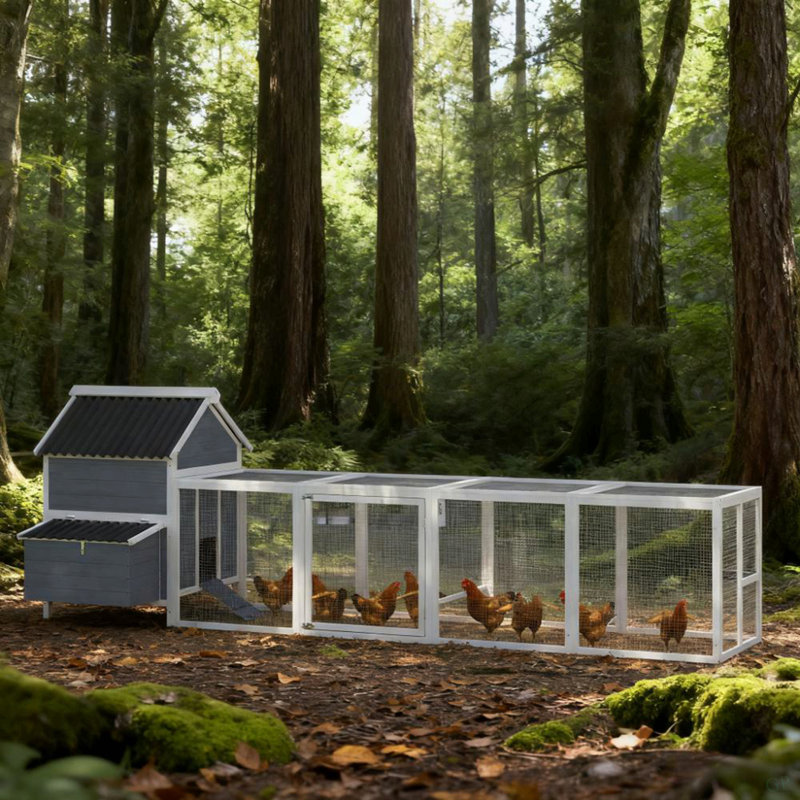 Poulailler pour 10 à 15 poulets