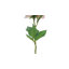 Tige de pivoine artificielle-23353350