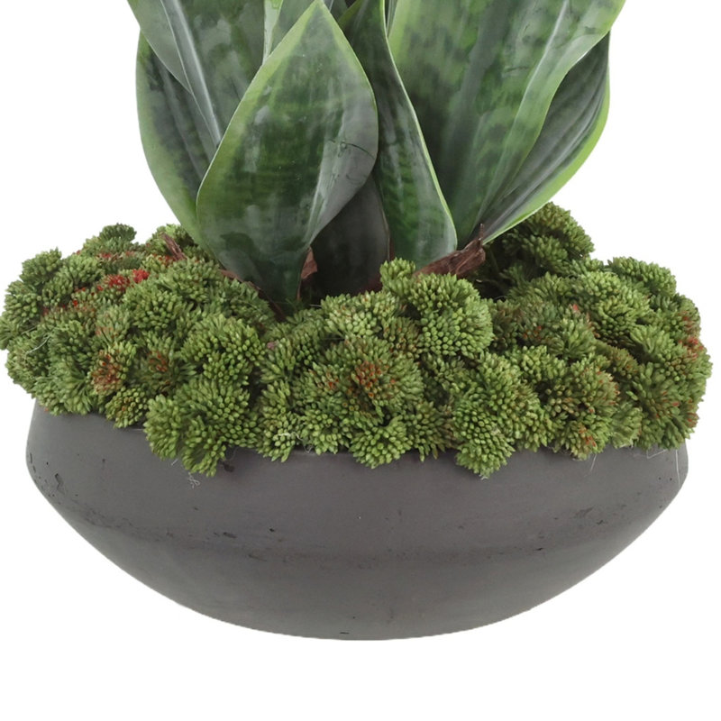 Sansevieria et sedum disposés dans un pot en fibre de pierre