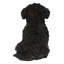 Bébé Cavapoo-67579693