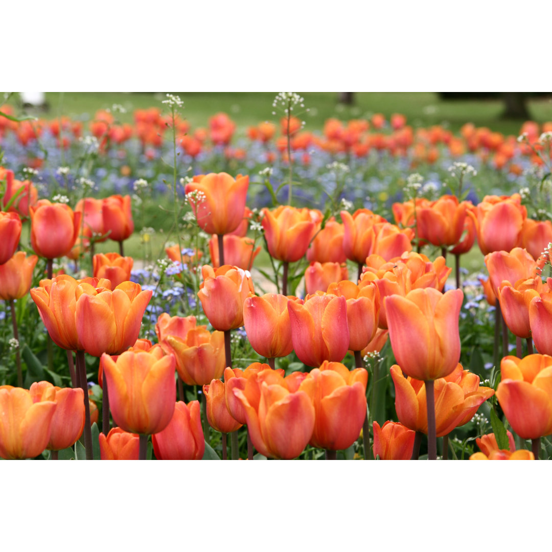 Tulpen von Jeancliclac - Druck