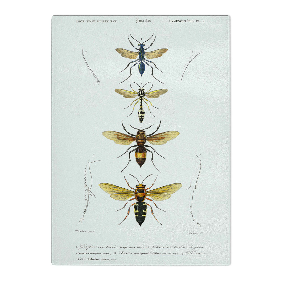 Tempered Glass Wasp Illustrations PL. 2 by Charles D' Orbigny Chopping Board