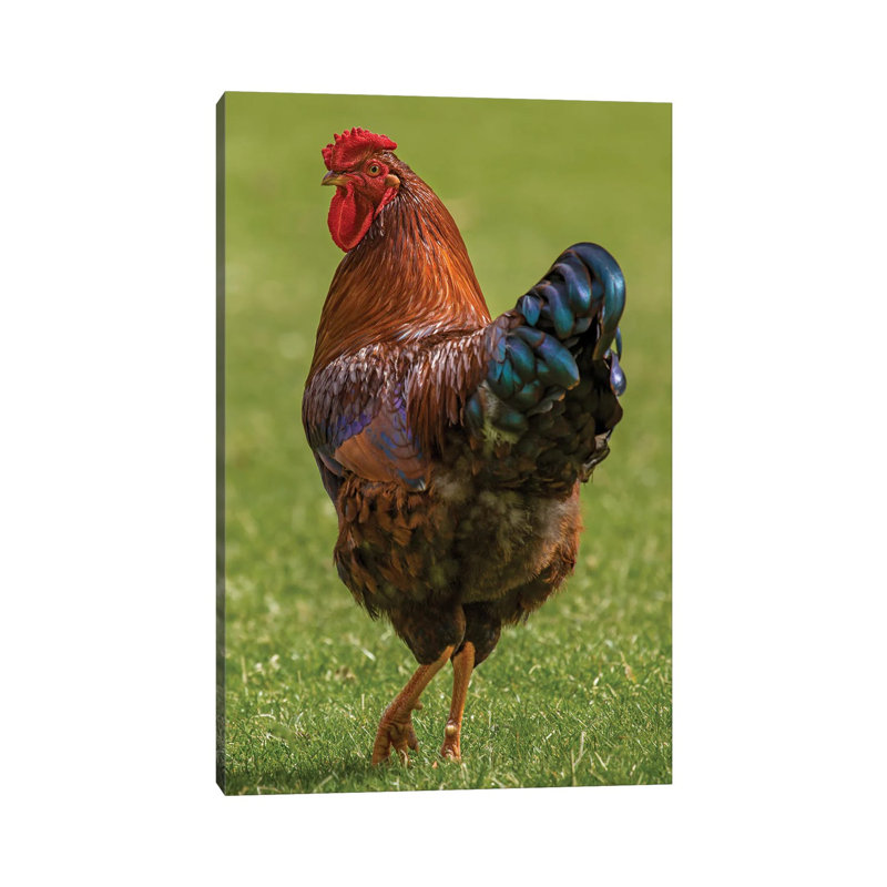 «Check Out My Legs Rooster» par Louis Ruth - Toile tendue avec châssis sur toile tendue, H 18 po x l 12 po x 1,5 po