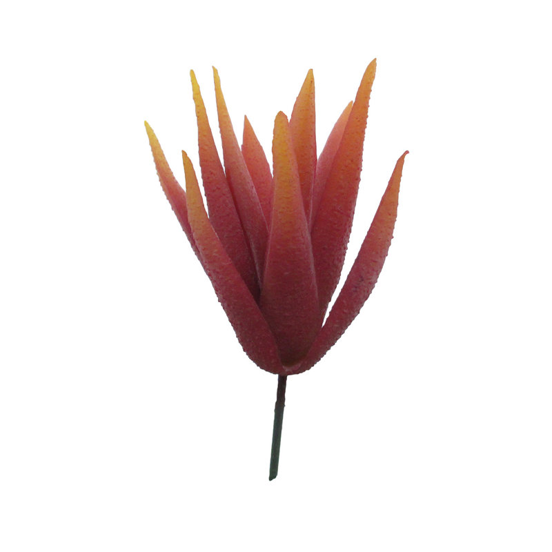 Plante grasse aloès, Bourgogne