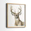Impression encadrée Handsome Whitetail I-Premium - prête à être accrochée - aucun clou requis - aucun clou requis-1654342357