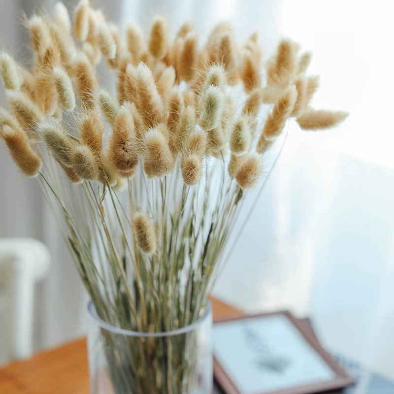 Preserved Lagurus Ovatus Arrangement, Natural