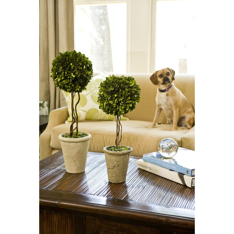 Preserved Greens 23.25" Single Ball Topiary, 23.25" H x 8" W x 8" D