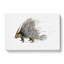 Indian Crested Porcupine by John Edward Gray - Wrapped Canvas-55362033