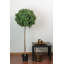 Arbre topiaire en boule 5 pi Murraya