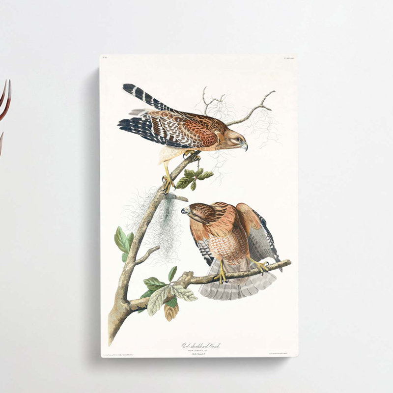 Red-shouldered Hawks by Albert Racinet - Wrapped Canvas, 50cm H x 35cm W x 3cm D
