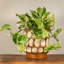 Pot de fleurs en bois sculpté à la main à pois-1688205210