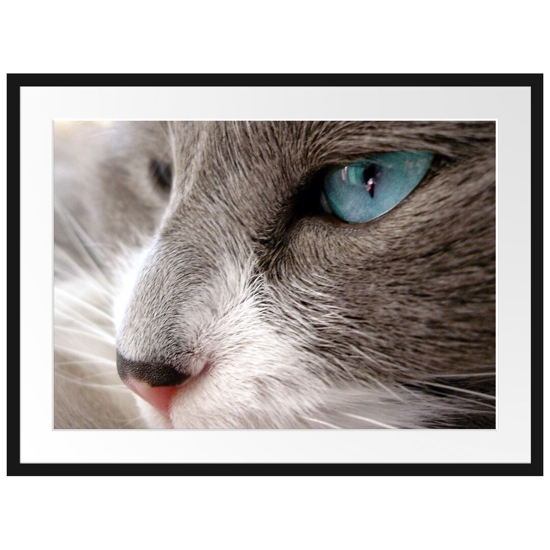 Gerahmtes Poster Katze mit blauen Augen