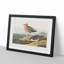 Red-Breasted Sandpiper by John James Audubon - Picture Frame Painting Print-55598562-55598566