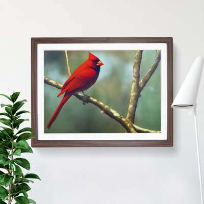Cardinal Bird Vol.11 - Single Picture Frame Print