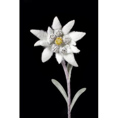 Edelweiss 157501309