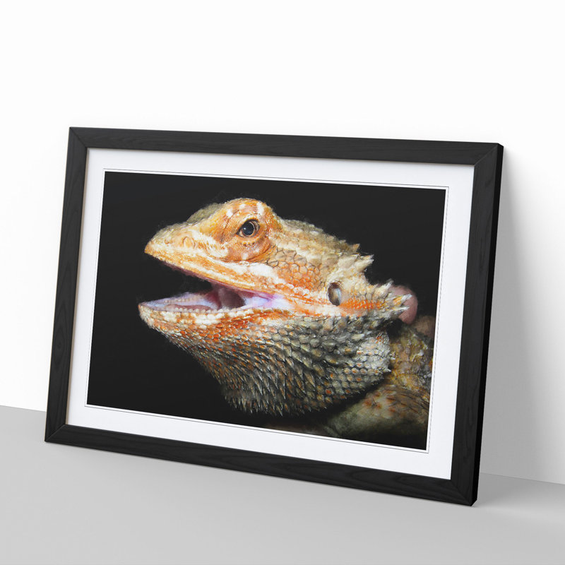 Bearded Dragon Lizard - Picture Frame Photograph, Black Framed, 27cm H x 36cm W x 2cm D
