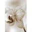 Sepia Floral Print by Chelsea Art Studio-26726864-26726869