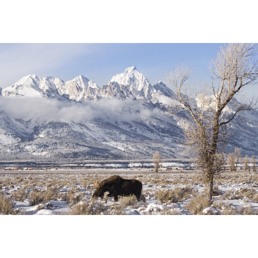 Elch in Teton von Jaypetersen - Kunstdrucke auf Leinwand