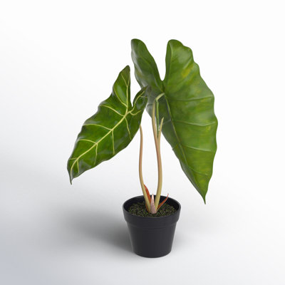 24" Alocasia Zebrina Potted Plant