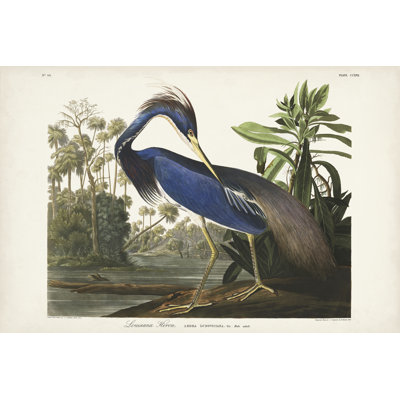 " Pl 217 Louisiana Heron " by James Audubon Painting Print