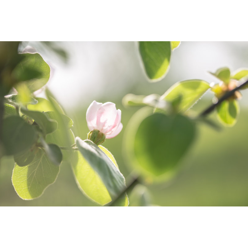 Spring Blossom par Jeja, H 32 po x l 48 po