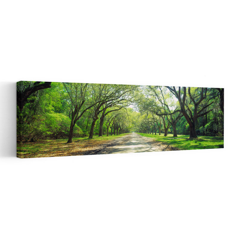 Live Oaks and Spanish Moss Wormsloe State Historic Site Savannah Georgia 1 Piece Wrapped Canvas Panoramic Wall Art