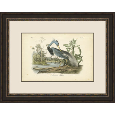 " Louisiana Heron " by John Audubon