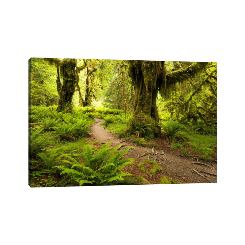 Jungle Path - Hoh Rainforest, Washington State by Stefan Hefele - Wrapped Canvas Print, 20.32 cm H x 30.48 cm W