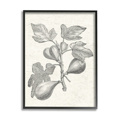 «Vintage Fig Plant Study», dessin encadré sur bois par Lil 'Rue, impression