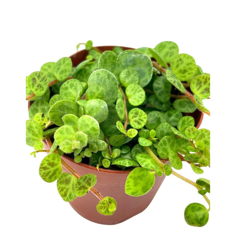 Florida House Plants in Pot