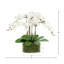 Arrangement floral orchidée en pot