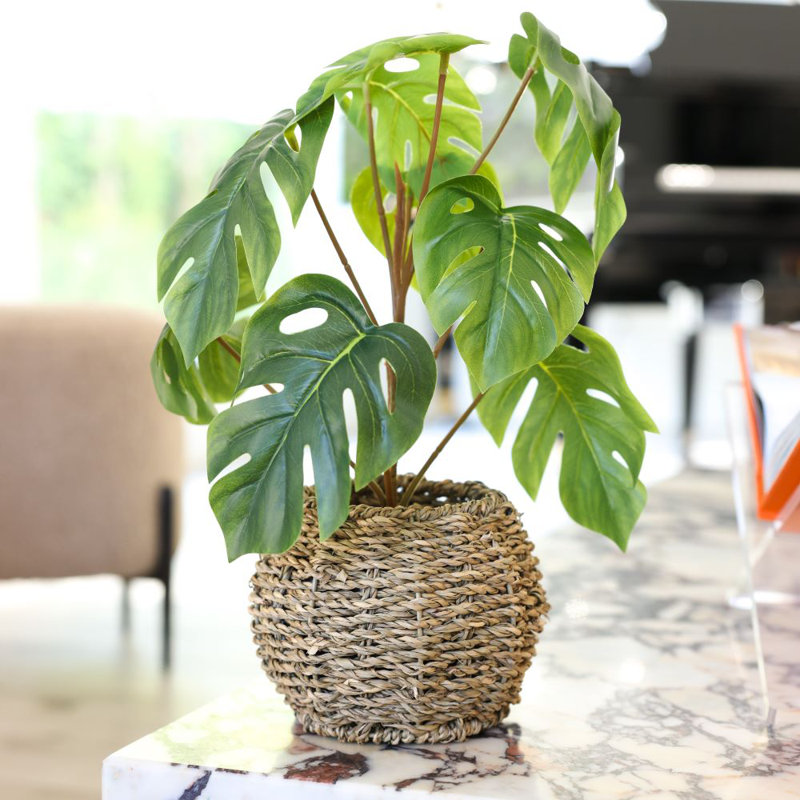 15"H Split Leaf In 6" Basket 6X6X4.25