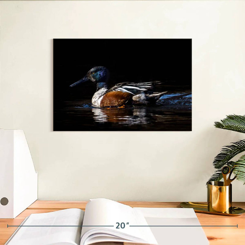 Canard Brampt Northern Shoveler, H 8 po x l 12 po