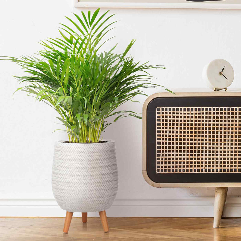 Concrete Effect Planter on Hardwood Legs, Round Indoor Plant Pot Stand for Indoor Plants, Indoor Flower Pot with Plaited Pattern