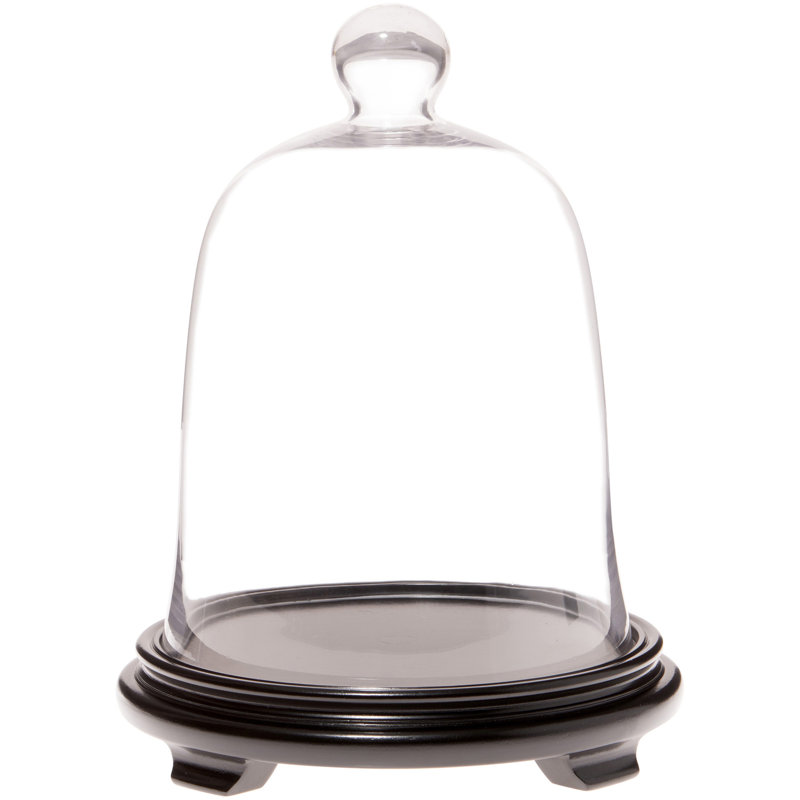Cogburn 8.5" x 11" Bell Jar Glass Display Dome Cloche, Black Wood Veneer Base