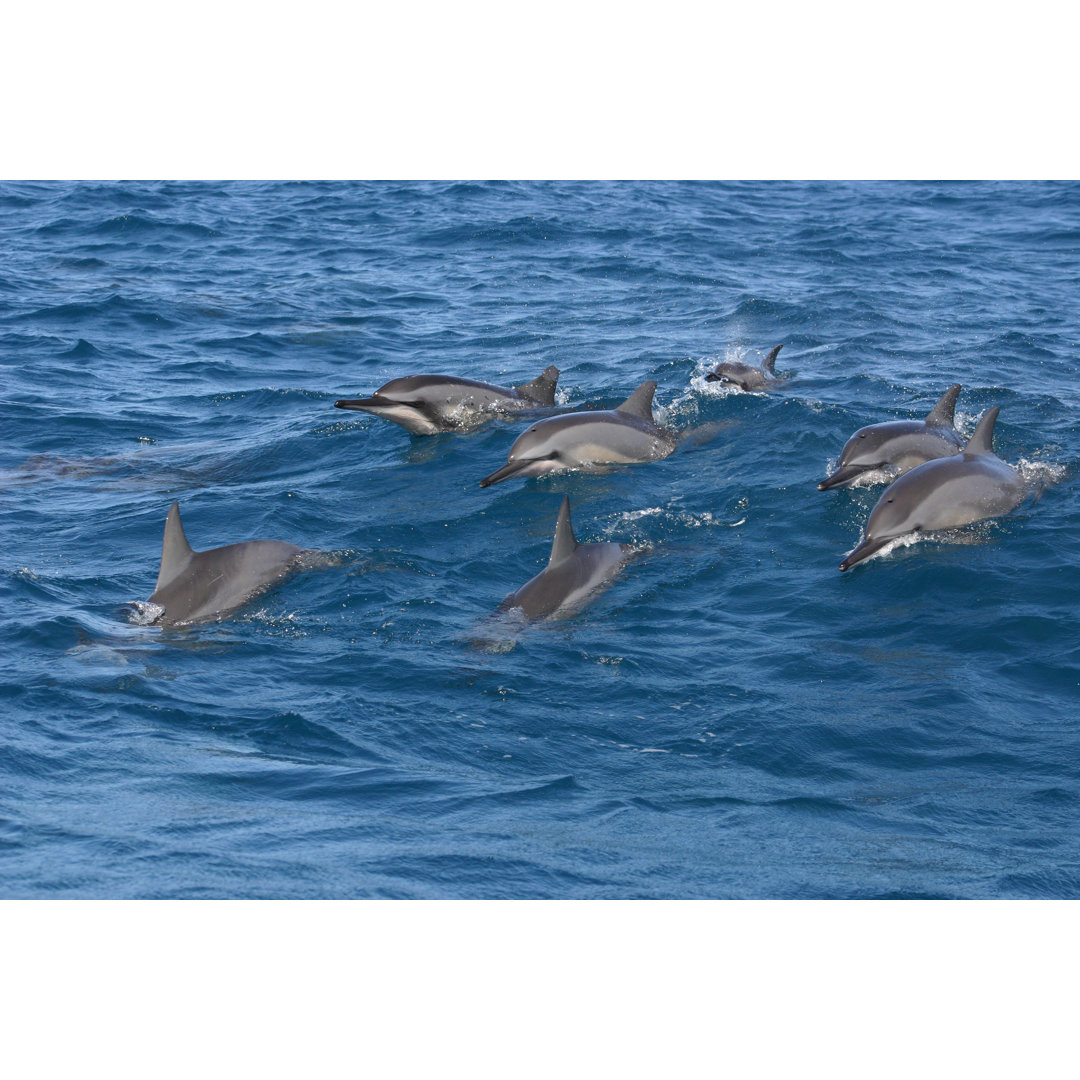 Leinwandbild Natural Dolphins in Mauritius