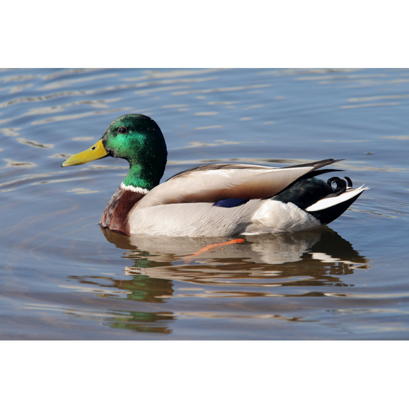 Duck by VladimirDavydov - Wrapped Canvas Print, 81cm H x 122cm W