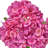 18" Pe Hydrangea Bundle-1328897438