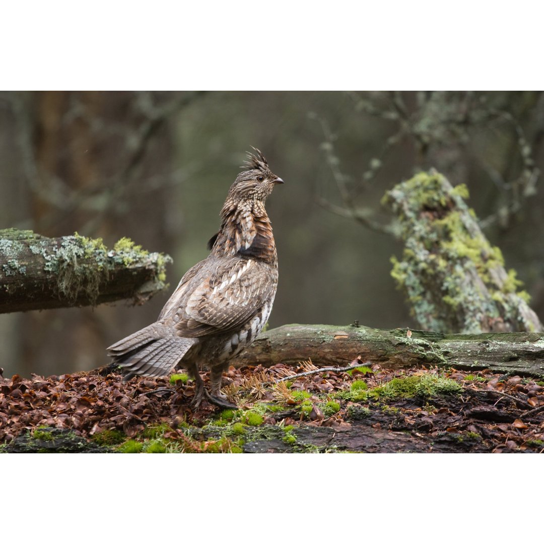 Stiller Wald von R_Koopmans - Ohne Rahmen auf Leinwand drucken