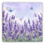 Lavande, art floral sur toile tendue-1143699780