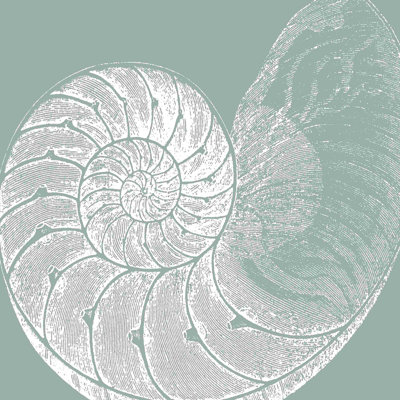 Seabreeze Shells IV (P)