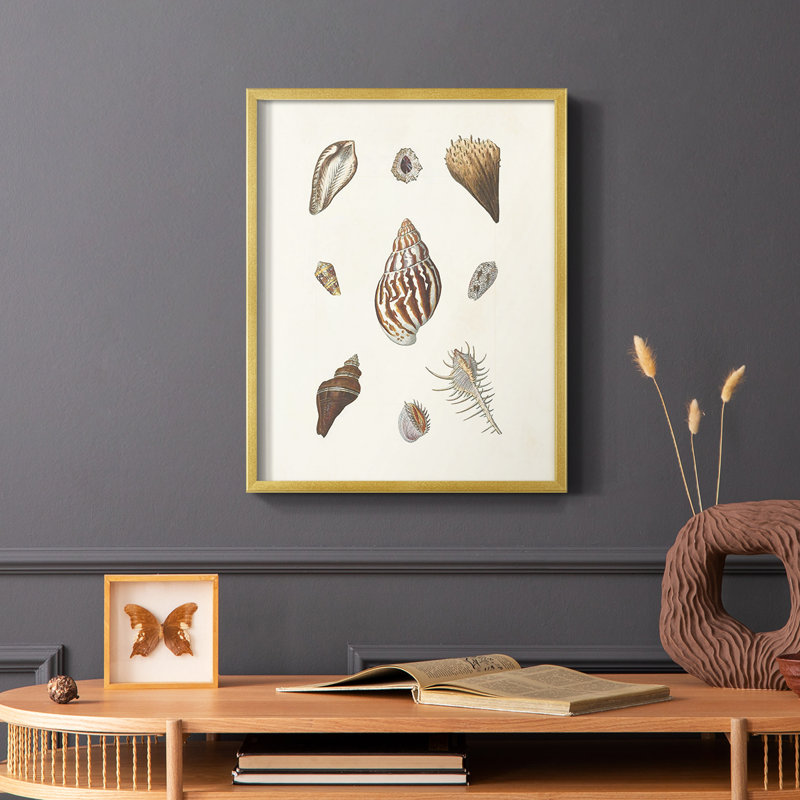 Knorr Shells & Coral IX, reproduction encadrée - bois massif, Encadrement doré, H 20 po x l 16 po