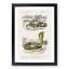 Coral Snake & Cobra Illustrations by Charles D' Orbigny - Picture Frame Painting Print-55510390-55510388