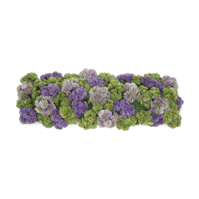 Sedum Arrangement in a Rectangular Wood Planter, White    