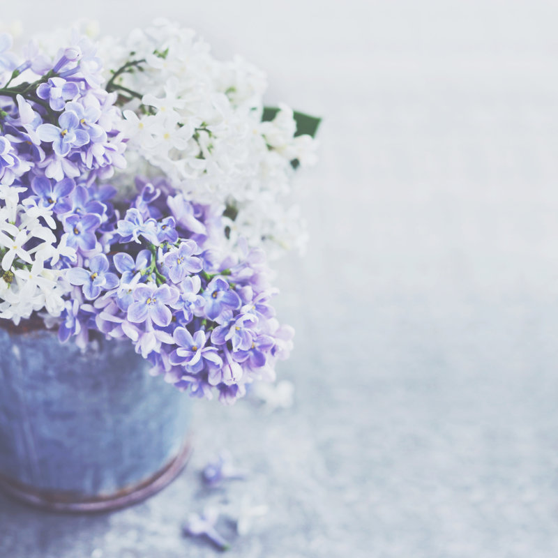 White And Purple Lilac Flowers by Esokolovskaya - Wrapped Canvas Print, 30cm H x 30cm W