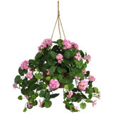 Geranium Hanging Basket Arrangement in Basket