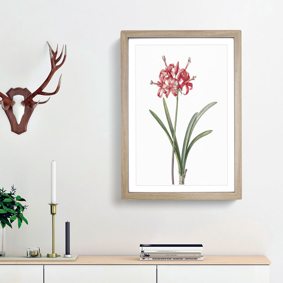 Guernsey Lily by Pierre-Joseph Redoute - Picture Frame Painting Print