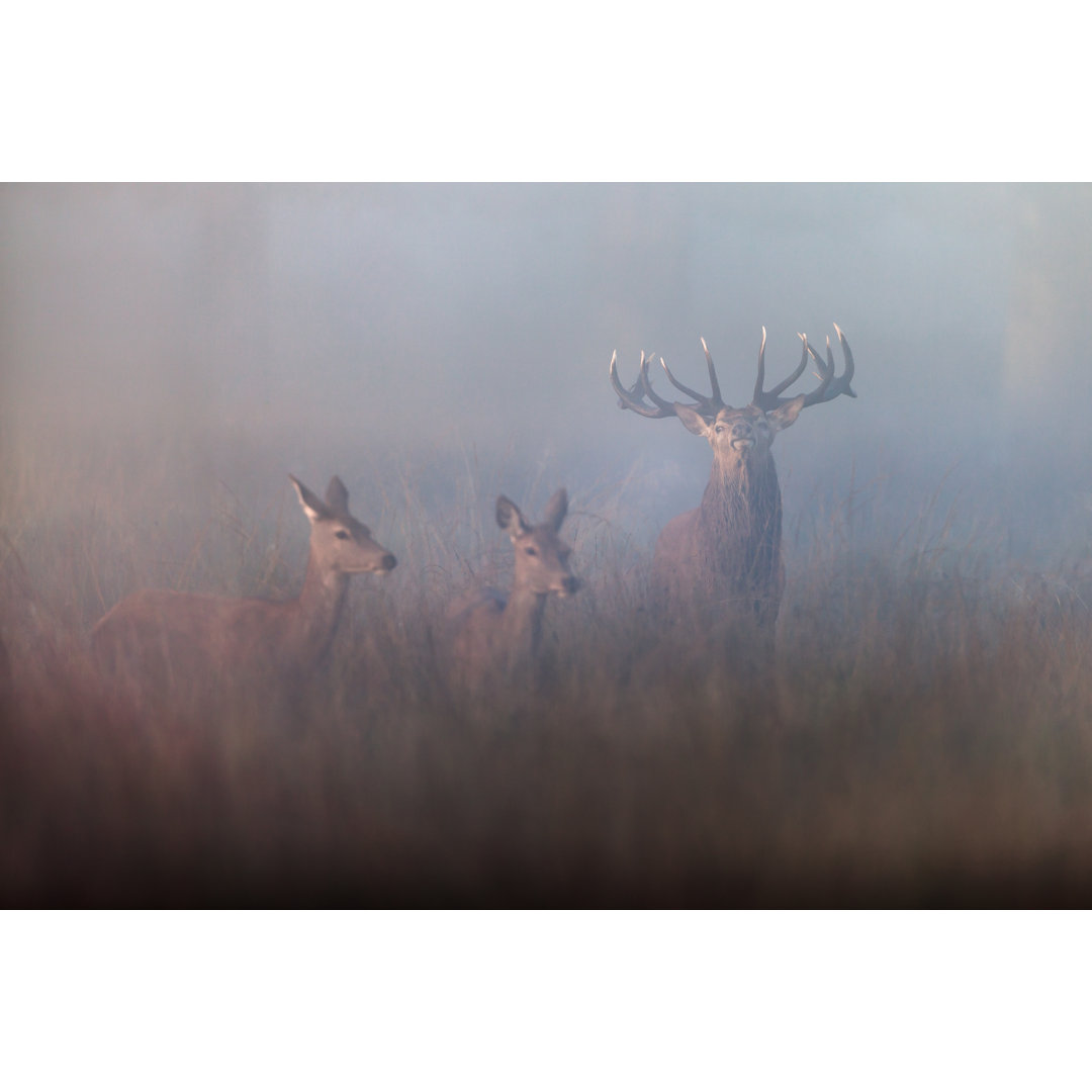 Red Deer von DamianKuzdak - Kunstdrucke auf Leinwand ohne Rahmen